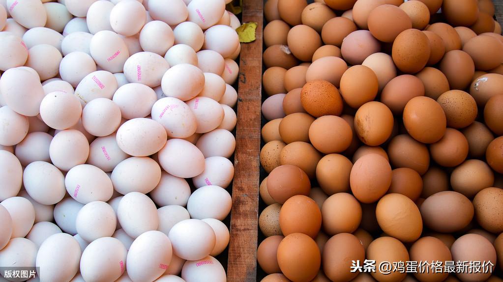 最新雞蛋價格今日行情報告，今日雞蛋價格更新