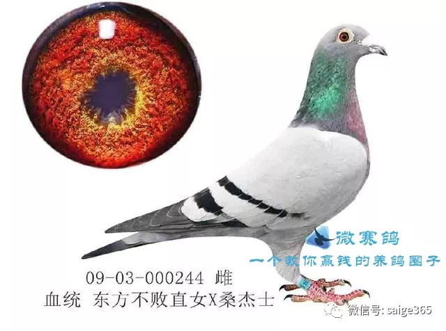 新型空心隔墻板 第459頁