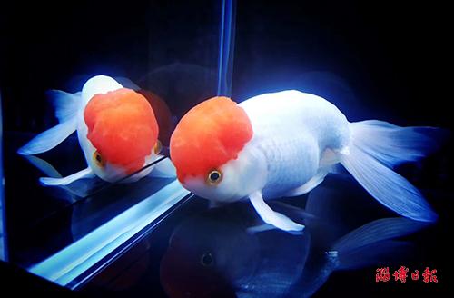 福州蘭壽金魚最新視頻,福州蘭壽金魚最新視頻，觀賞與培育的雙向探討