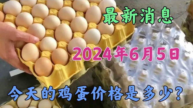 今日蛋價(jià)行情探索，一場(chǎng)內(nèi)心平靜的雞蛋探尋之旅