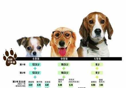 揭秘狗狗壽命，最新狗年齡全解析??