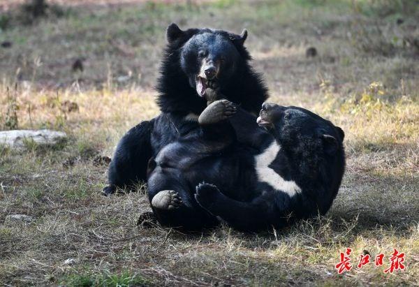 光谷森林大道最新動態(tài)更新