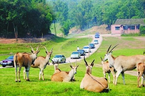紹興野生動物園最新動態(tài)，科技重塑自然體驗之旅