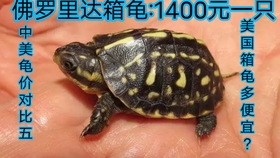 最新龜友網龜價更新，探索龜途中的溫情故事