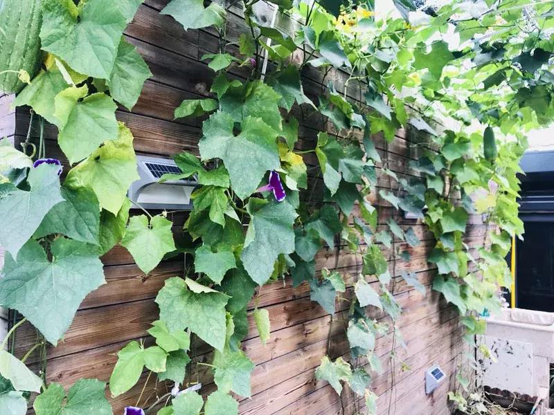 露臺(tái)最新菜園，綠意盎然下的溫情日常